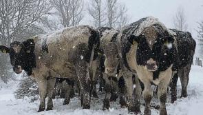 KILDARE OPINION: Socks, bullocks, bad drivers and bread jokes - lessons to be learned from the snow 