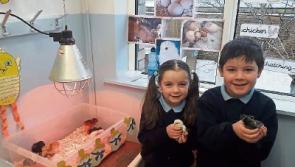 New chicks hatch at St Brigids School in Kildare town