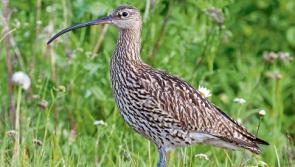 Kildare body awarded funding for Curlew conservation