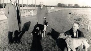 Newbridge Greyhound Stadium to celebrate 70 years of racing