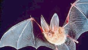 Take a night walk with Kildare Bat Group