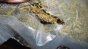 Revenue sieze cannabis and €35,000 cash at Naas house