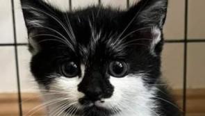 KILDARE ANIMALS IN NEED: Little Puzzle is looking for a home