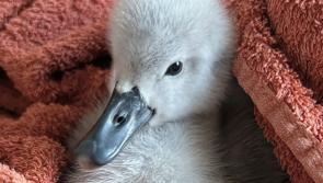 "We are thrilled": Opening date for new wildlife rescue rehabilitation centre for Kildare revealed