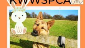 KWWSPCA Easter Egg Hunt and dog walk at Punchestown, Kildare, later this week