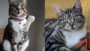 Whisk(er)ed away: Furry passenger that travelled from Carlow to Newbridge, Kildare, reunited with her family