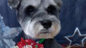 Horror as child and dog were viciously attacked by another dog in Prosperous, Kildare