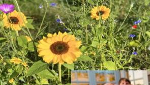 'I just wanted to give something back': Over €12,000 raised in inspiring flower fundraiser by Kildare woman