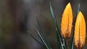 Schools in Kildare encouraged to participate in crocus-planting project to commemorate children of the Holocaust