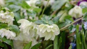 Gardening with Jo: Plenty to keep you busy in the garden this February