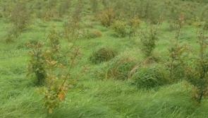 Forestry establishment walk to take place in Kildare this March