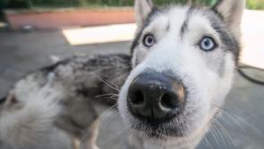  'Unprecedented levels of animal cruelty cases' sees 80% rise in animals needing accommodation