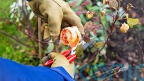 GUIDE: Things to do to get your garden ready for autumn