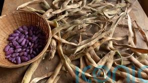 How to save seeds from popular veg