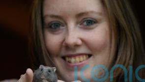 Irish hamster charity advises owners in Kildare to consider ‘ethical care’ approach