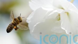 Ireland has warmest spring in 126 years &ndash; Met Eireann