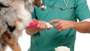  Vets get guidance regarding Covid-19 and passive transfer to animals