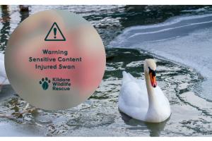 'Stop being selfish' - Anger in Kildare after 'poor swan' mauled by dog off leash