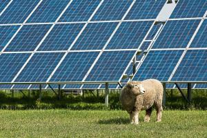 Ban solar farms from Kildare 'because the land is the best in the world'