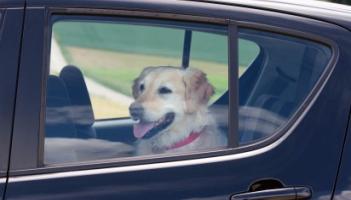 Have pooch, will travel - how to keep your dog safe in the car