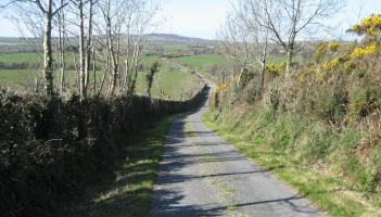 Kildare's hedgerows 'must be protected'