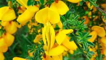 Kildare's Wildlife Watch - Broom is in bloom