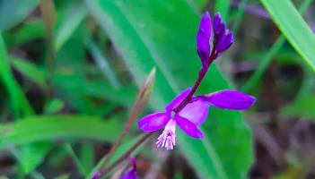 Kildare's Wildlife Watch: The shy milkwort was a favourite cattle feed