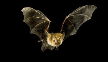 Kildare Bat Group is joint recipient of National Heritage Award