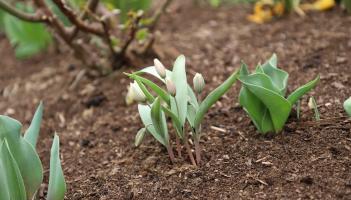 Need garden inspo? The top low-maintenance flowers to add to your garden this summer