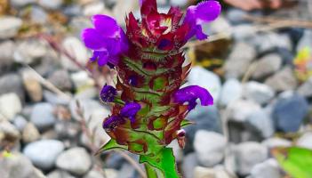 Kildare's Wildlife Watch: Biodiversity survey carried out in Kilcullen
