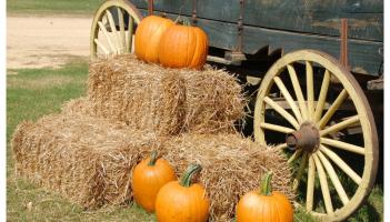 Calling all Halloween lovers - check out the top things to do this spooky season