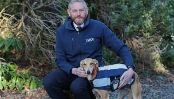 ISPCA calls on Kildare patrons to be the miracle for animals in need