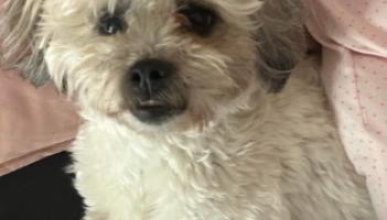 ‘He has a family who love him so much’: €1,000 reward for dog missing in Kildare for over a month