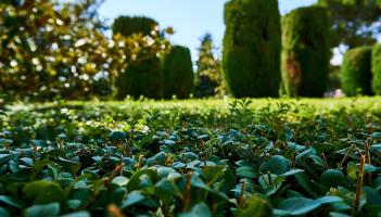 NOTICE: Kildare County Council releases reminder about Hedge Cutting Season