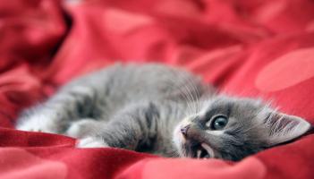 Kildare Animal Foundation releases urgent appeal for bedding