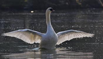 Animal rescue group based in Kildare issues urgent appeal for these vital items