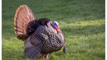 Can humans contract the bird flu as spread of 'very worrying' strain causes concern