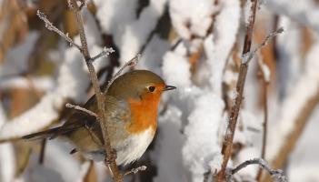 Animal rescue group based in Kildare to host Winter-themed talks