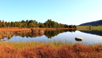 Kildare bog is being plagued by ‘high levels of persistent dumping’