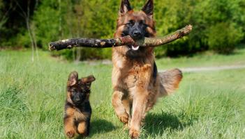 &lsquo;Very much appreciated&rsquo;: Kildare animal charity's grant funding to increase next year