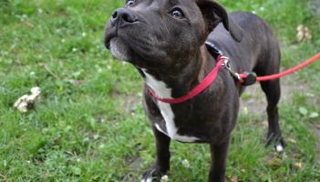 Kildare Animal Foundation clarifies date of its annual Curragh Dog Walk event