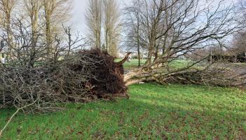 Many more trees likely to fall across Kildare - because half of them have disease