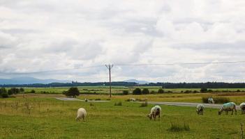 Concerns that illegal hunting is &lsquo;destroying&rsquo; well-known Kildare spot