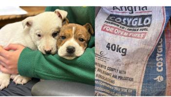 'This is inhumane': Huge anger after two puppies are left in coal bag on busy Leitrim road