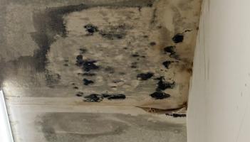 Mould growing on the ceilings