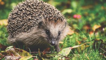 Are you a natural? Popular Kildare business to host quiz night to benefit Irish wildlife
