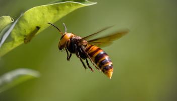Help wanted for Asian hornet monitoring project in Kildare