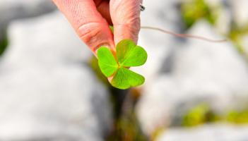 Why not take a leaf out of his book? Former TV judge to share expert knowledge at Kildare plant event