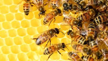 'Lets help the local environment': Open call for beehive locations in South Kildare