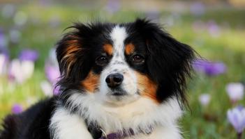 'Please hear our plea': Kildare Animal Foundation releases important appeal for adoptions